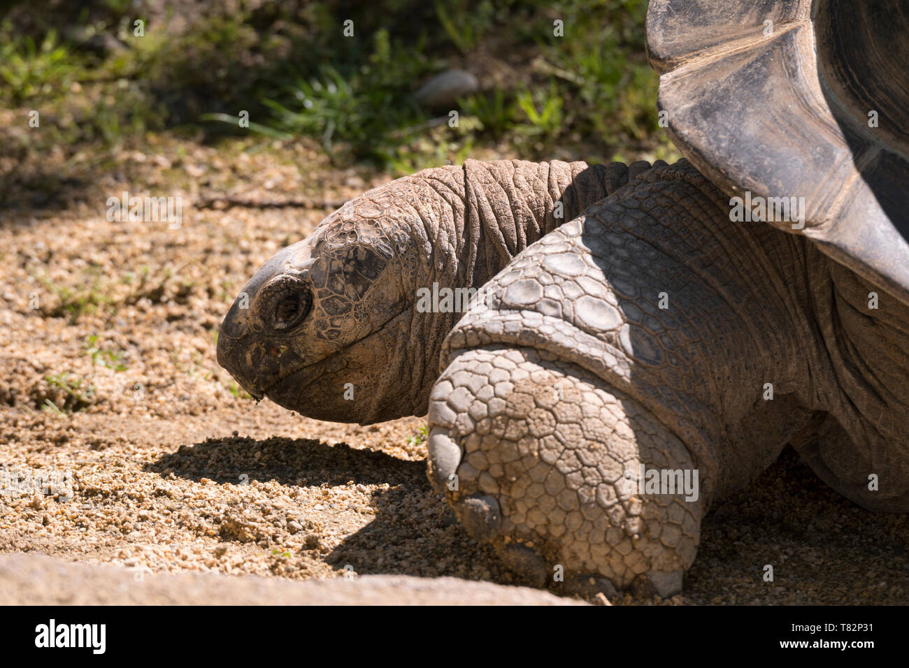 Close-up di una tartaruga tartaruga in Italia Foto Stock