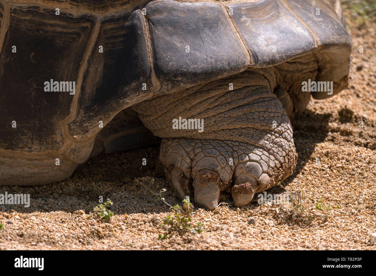 Close-up di una tartaruga tartaruga in Italia Foto Stock