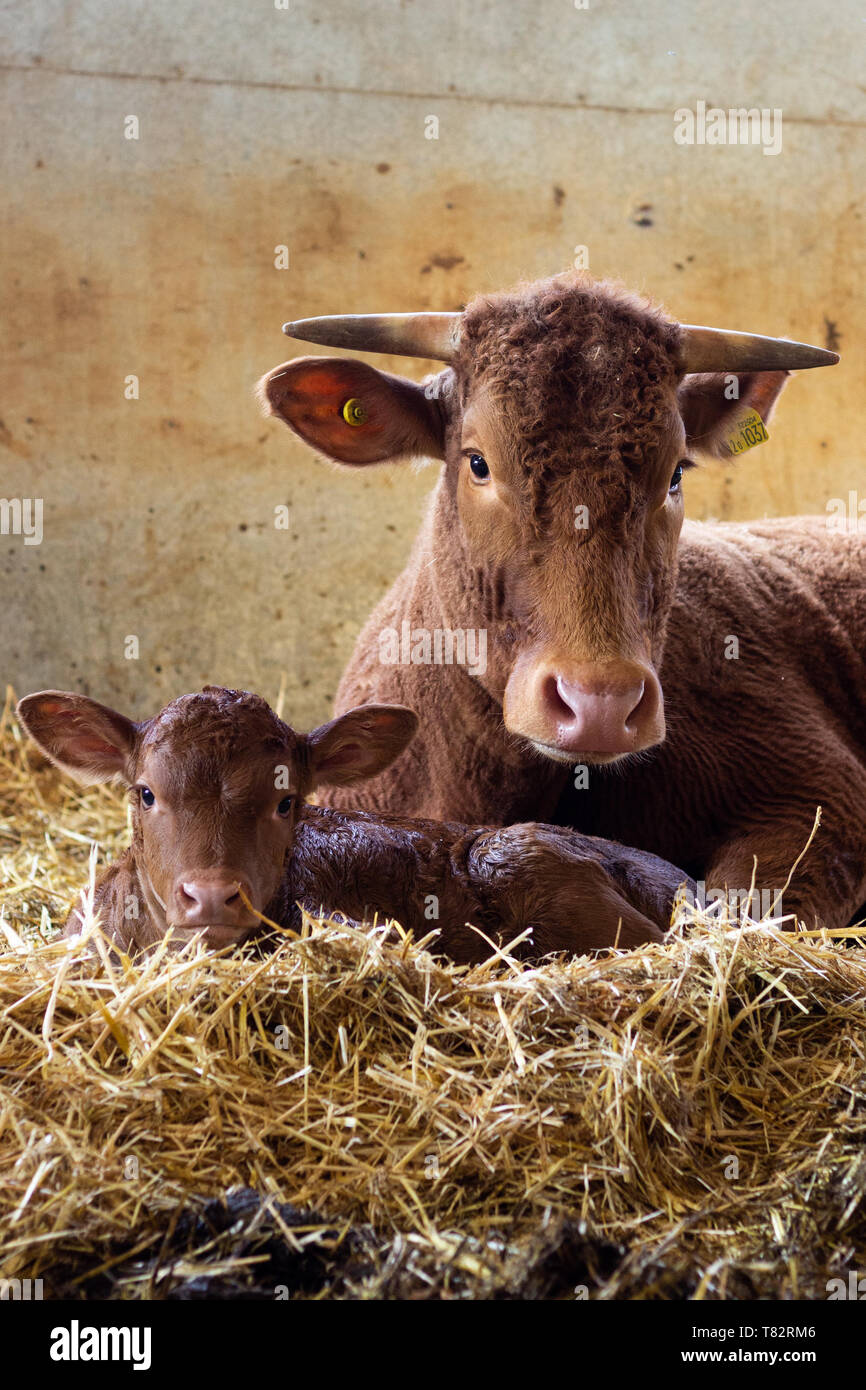 Mucca Foto Stock