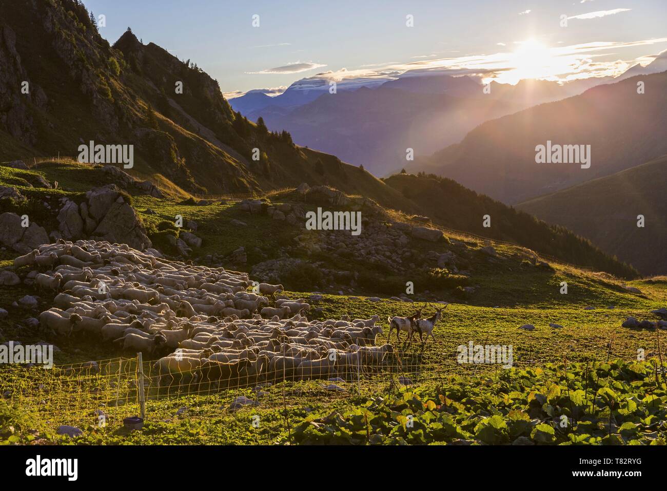 Francia, Savoie, La Léchère, massiccio del Lauziere, Fernand il pastore e il suo gregge con una vista del massiccio del La Vanoise Foto Stock