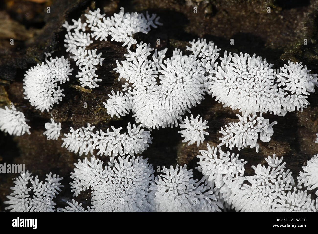 Coral slime stampo o stampo, Ceratiomyxa fruticulosa Foto Stock