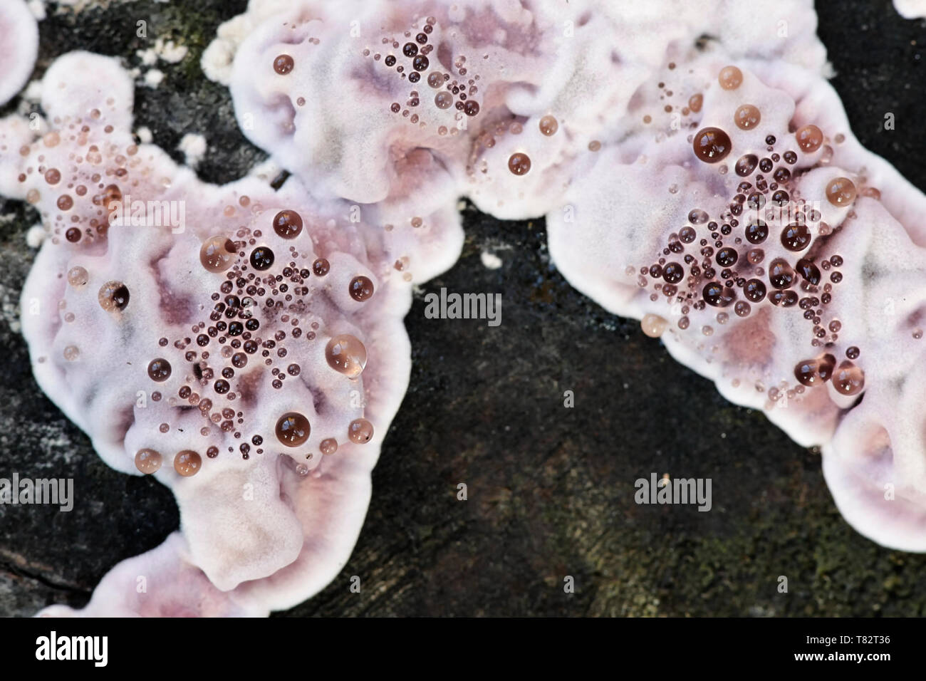 Foglia Argento fungo, Chondrostereum purpureum, viene impiegato come un controllo biologico agente per legno rot Foto Stock