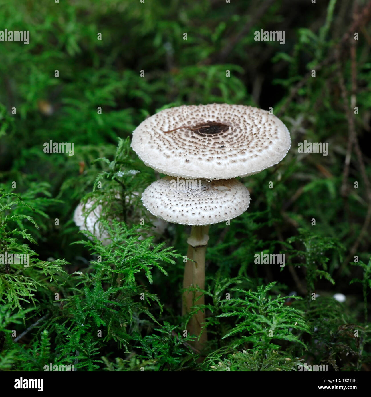 Cat dapperling, Lepiota felina di funghi selvatici dalla Finlandia Foto Stock