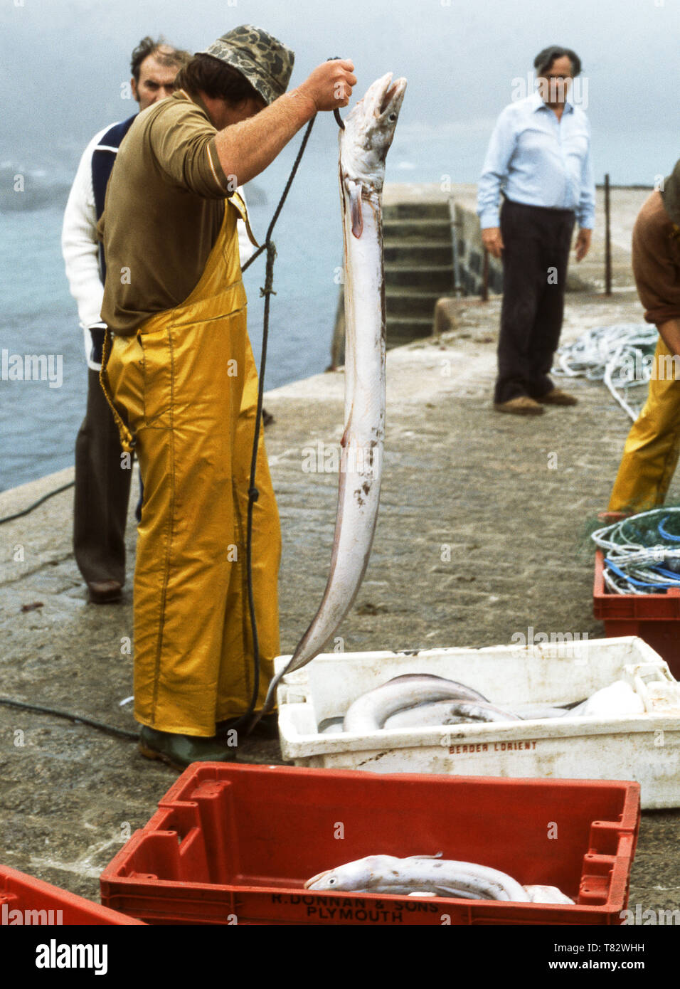 Cornovaglia,Inghilterra.pescatore con il suo grongo (Conger conger) catture. Foto Stock