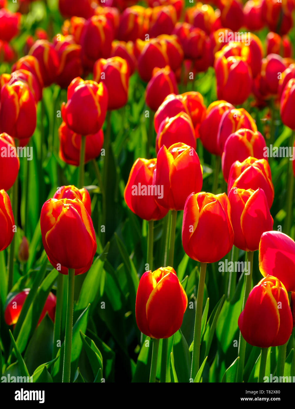 Primo piano di tulipani in colori vibranti a giardini Keukenhof Lisse, Holland, Paesi Bassi. Lisse è il centro dell'Olanda di floricoltura industria. Foto Stock