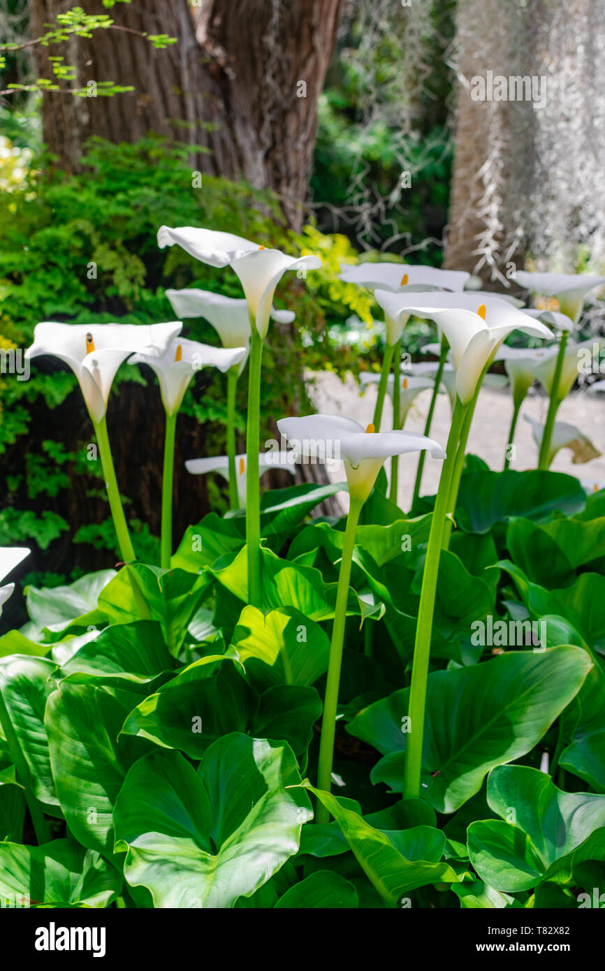 White Calla Lily (Zantedeschia aethiopica), gruppo che fiorisce con sfondo di vegetazione Foto Stock