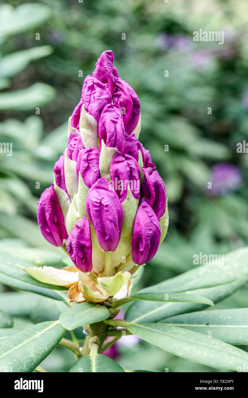 Rhododendron bud gemme di colore viola, fiore bokeh di fondo Foto Stock