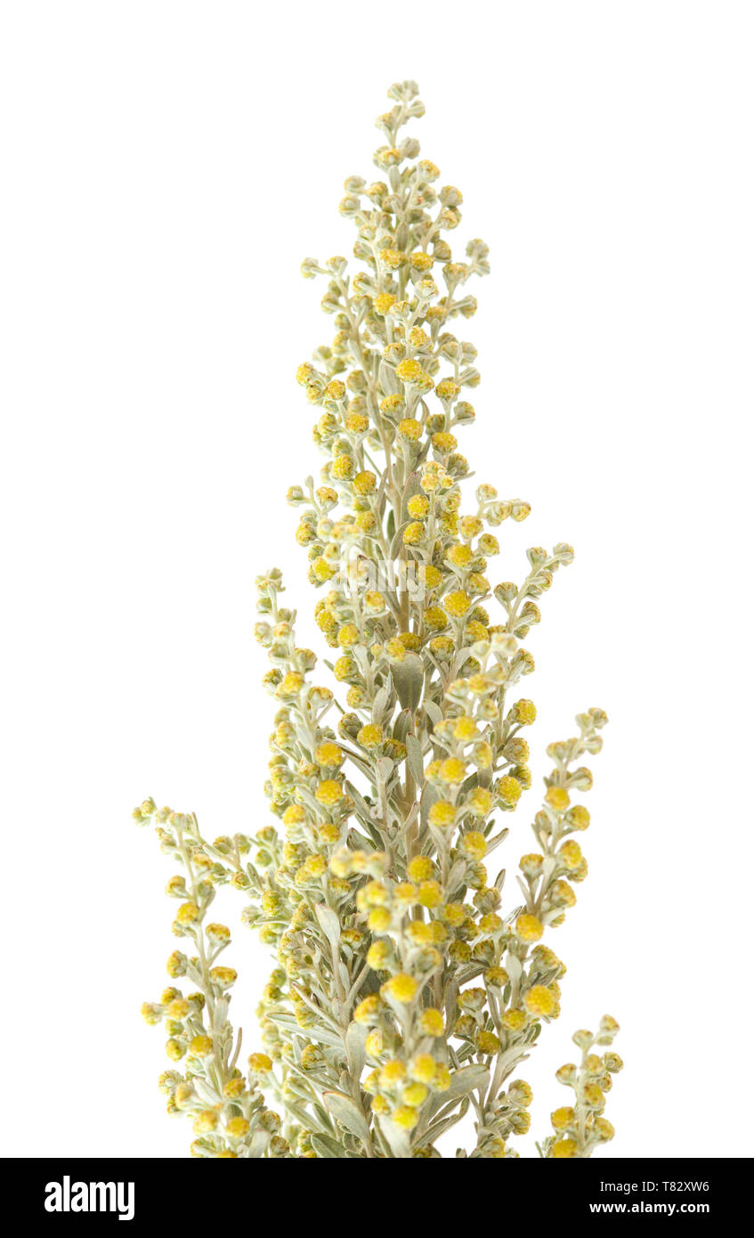 La flora di Gran Canaria - Artemisia thuscula, canarian assenzio Foto Stock