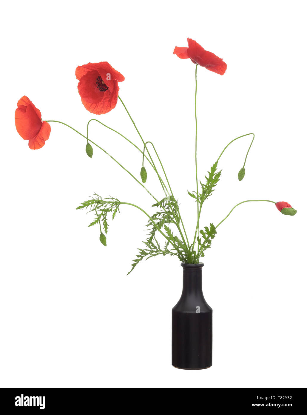 Wild papavero rosso fiori, Papaver rhoeas in vaso nero con boccioli, in blu vaso di vetro. Isolato su sfondo bianco. Disposizione rustico. Foto Stock