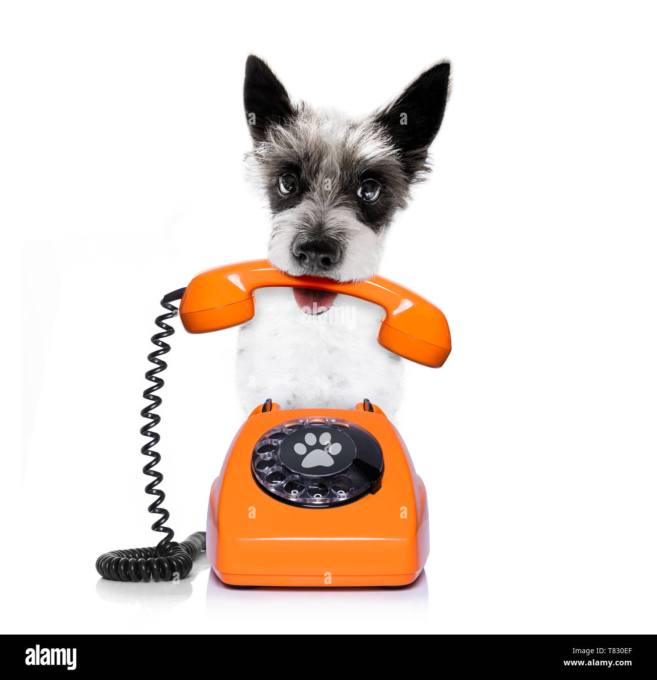Barboncino cane terrie come segretario o operatore con r vecchio telefono o  classico telefono Foto stock - Alamy