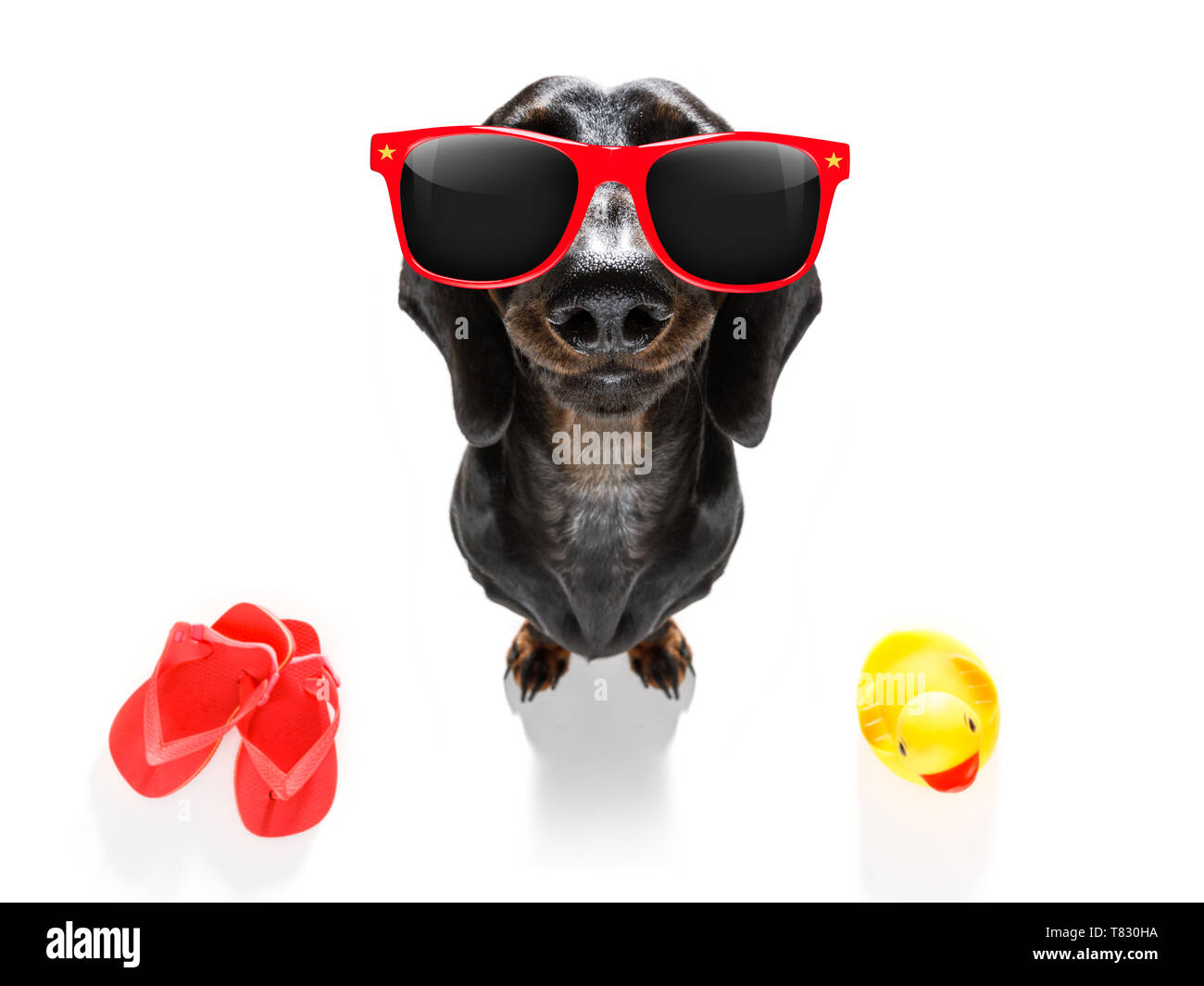 La vacanza estiva di salsiccia cane bassotto con rubber duck e flip flop Foto Stock