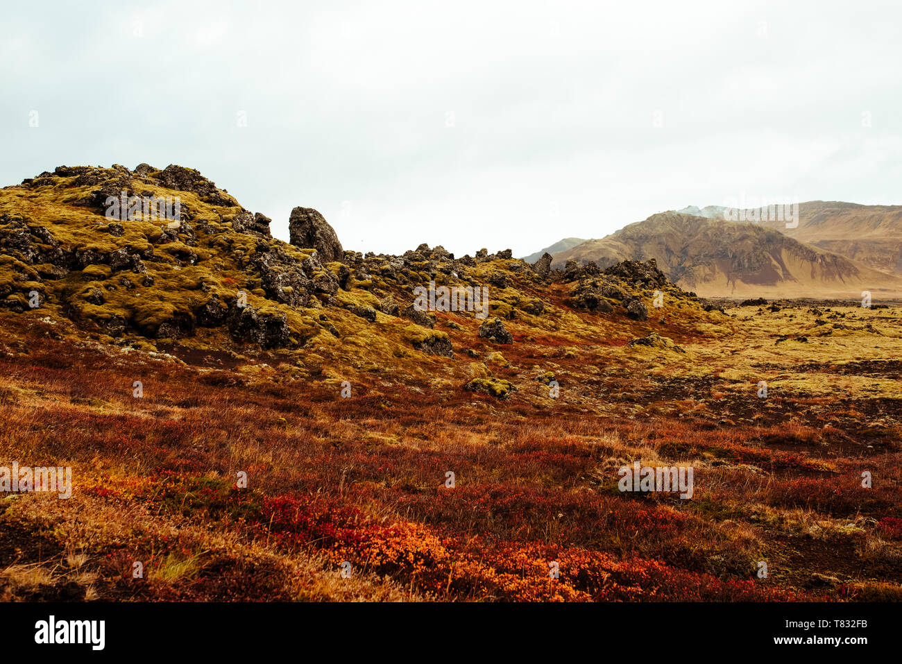 Rocce laviche coperte di muschio, Reykjavík, Gullbringusysla, Islanda Foto Stock