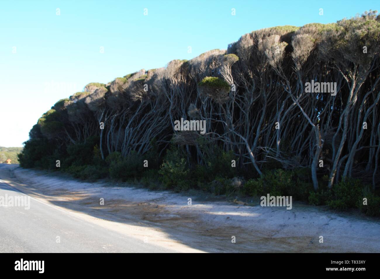 Vento albero condotto sulla costa australiana la linea Foto Stock