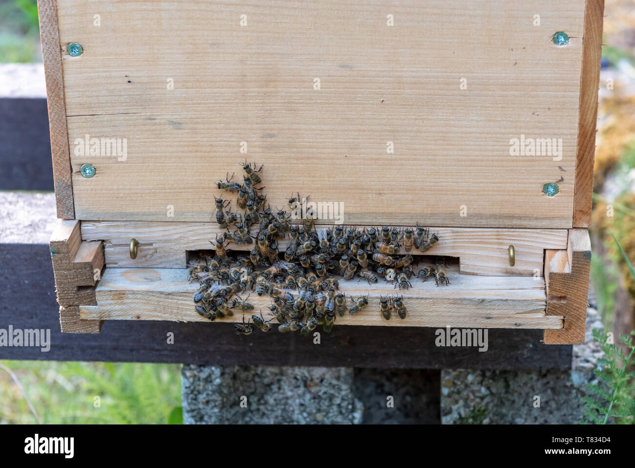 Gruppi di api all'ingresso di un alveare Foto Stock