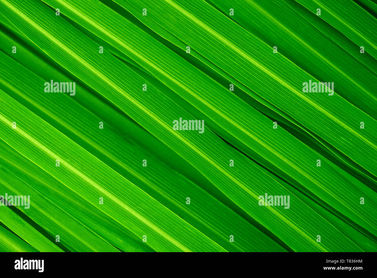 Fresco e Verde foglie di lemongrass background full frame. Foto Stock