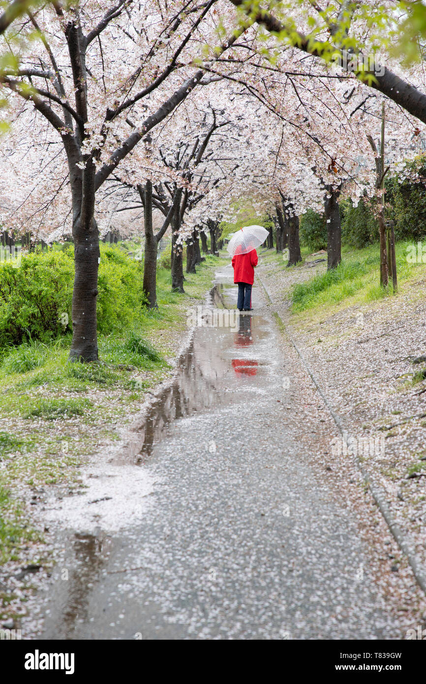 Uno stile tradizionale imbarcazione adibite a Kyoto canal vicino alla fine della fioritura dei ciliegi stagione. Foto Stock