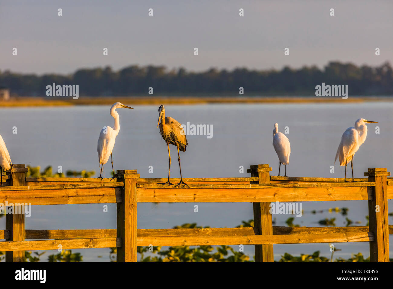 Gli uccelli sulla ringhiera del dock sul Lago di Pierce a Cafarnao Lakeside Lodge anche Cafarnao Inn Retreat Center in Lake Wales Polk County Floridda nelle unite Foto Stock