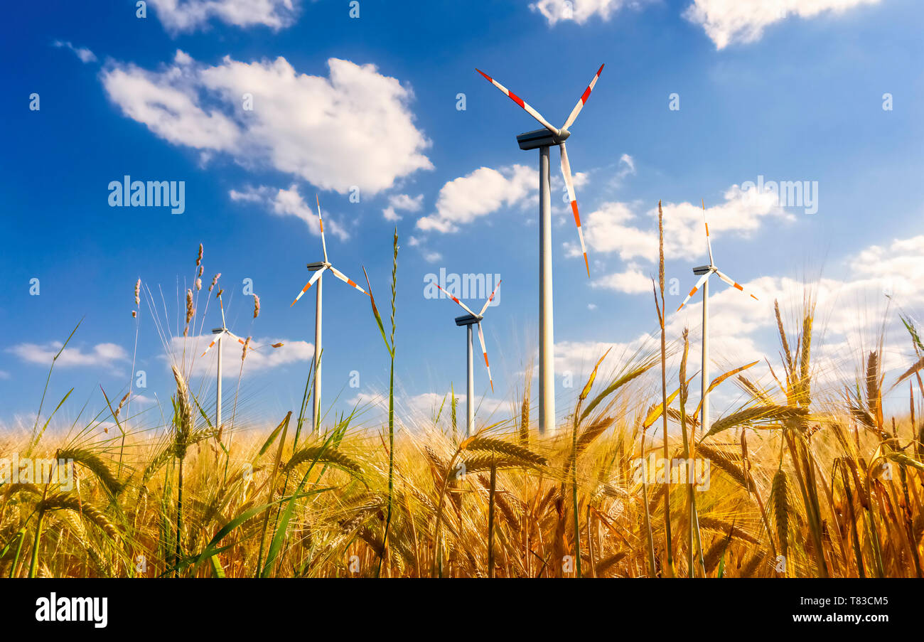 Le turbine eoliche in un campo di grano Foto Stock