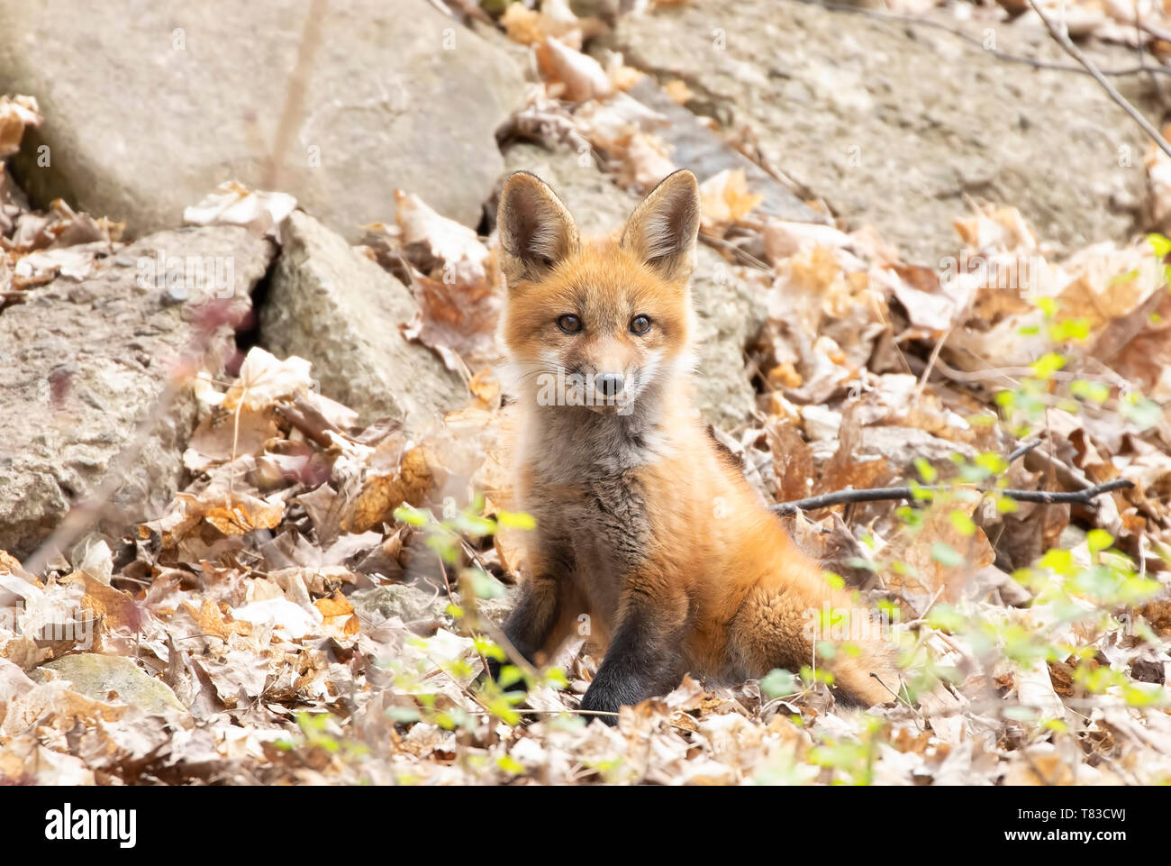 Rosso kit fox Vulpes vulpes giocando in foglie in una foresta di primavera in Canada Foto Stock