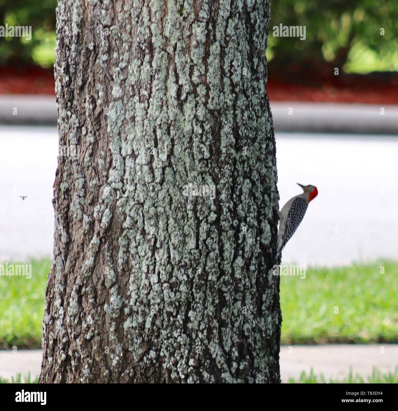 Rosso Picchio con testa Foto Stock