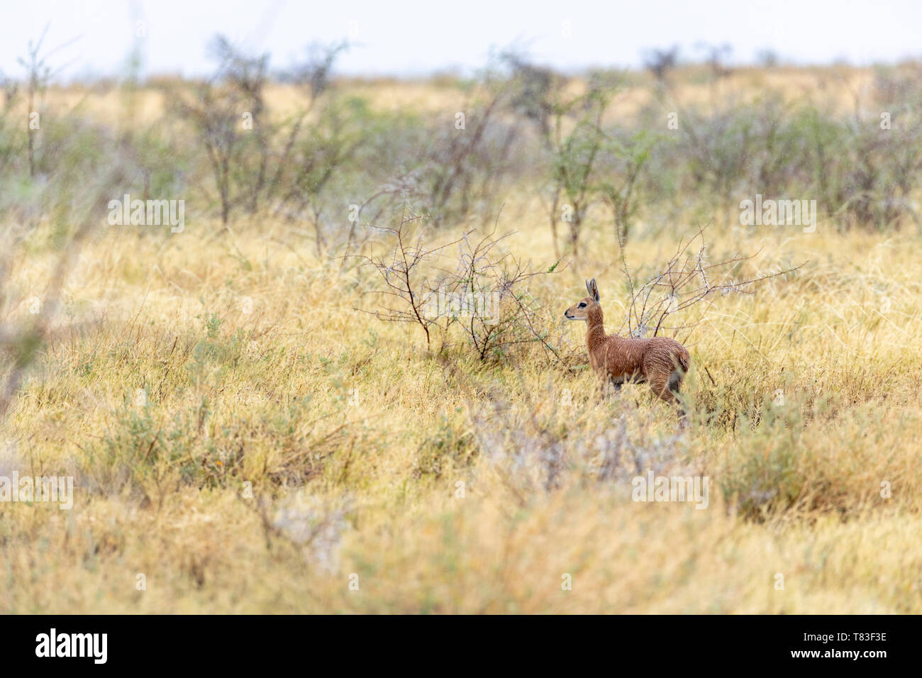 Steenbok (Raphicerus campestris) in Etosha National Park, durante un acquazzone. La Namibia. Foto Stock