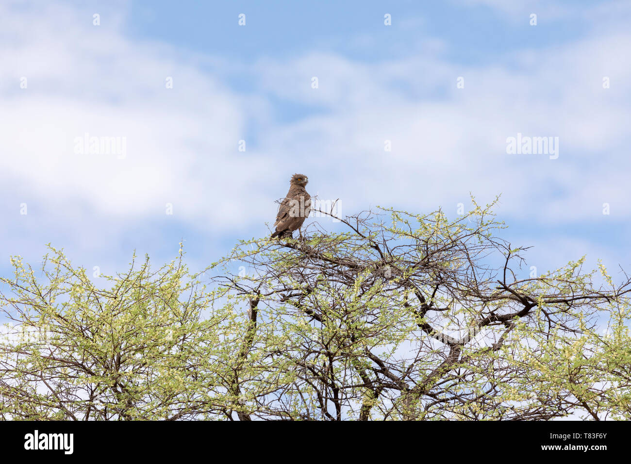 Brown Snake Eagle (Circaetus cinereus) su un belvedere. Namibia centrale. Foto Stock