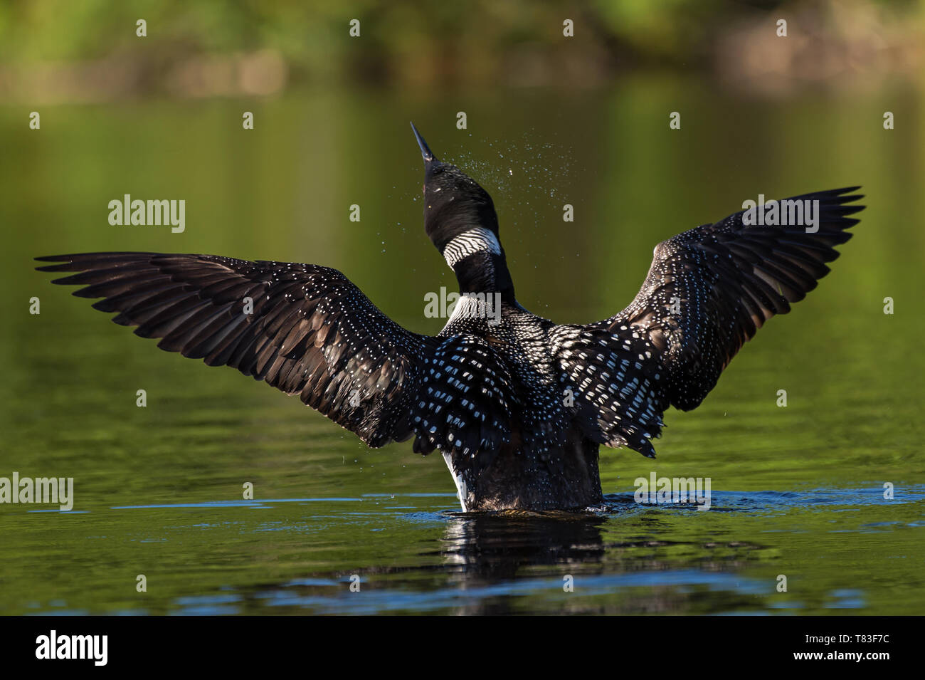 Loon comune foto Foto Stock