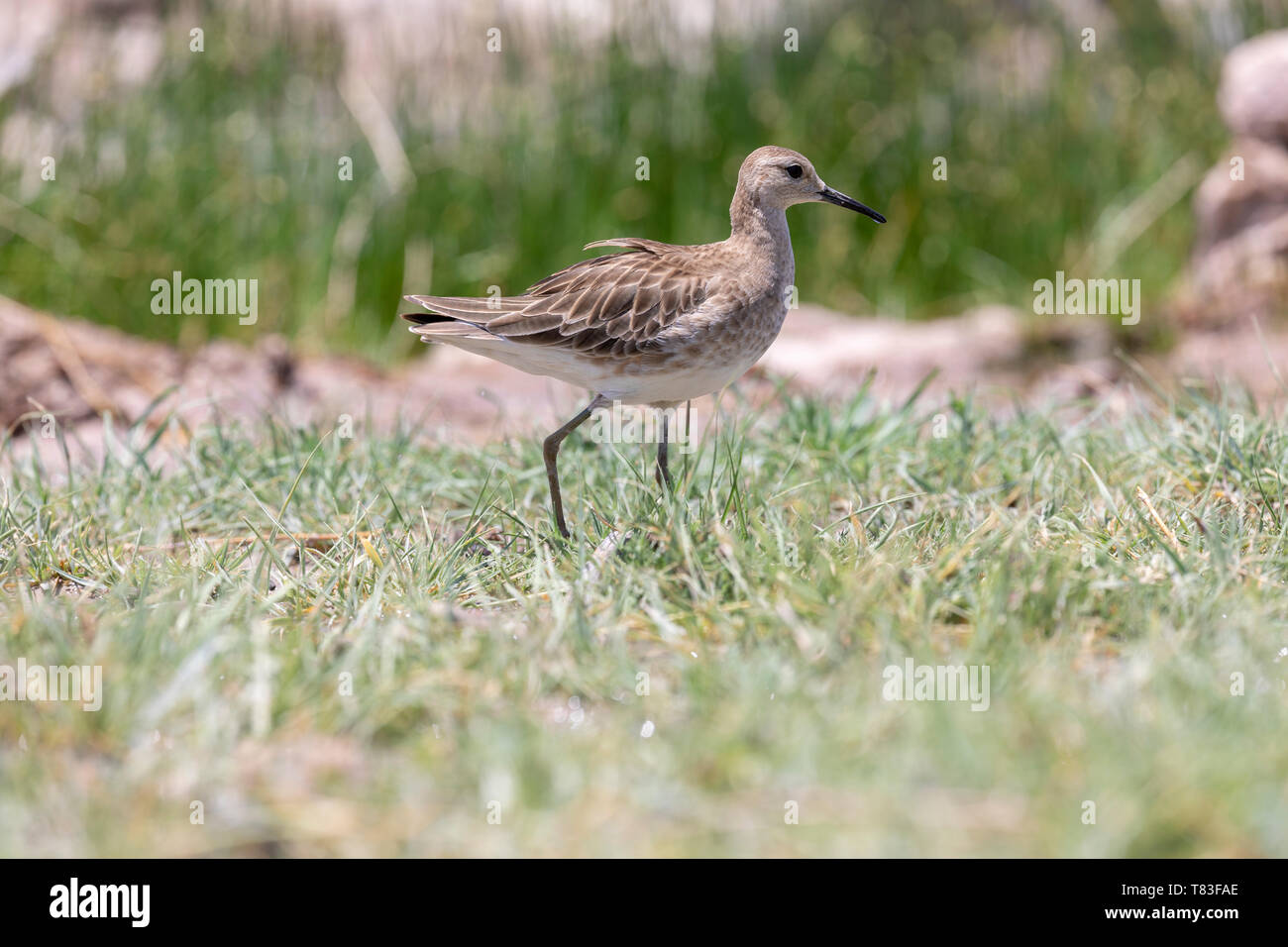 Ruff (Calidris pugnax) foraggio. La Namibia. Foto Stock