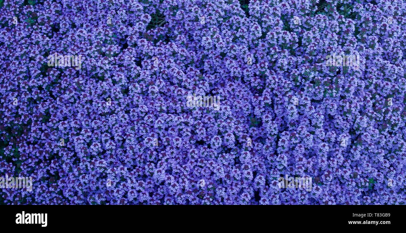Letto di erbe che mostra il timo in fiore - immagine Foto Stock