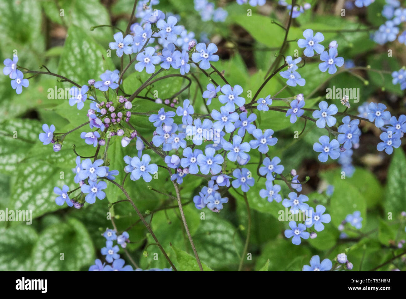 Siberian Bugloss Brunnera macrophylla 'Alessandro il Grande' Foto Stock