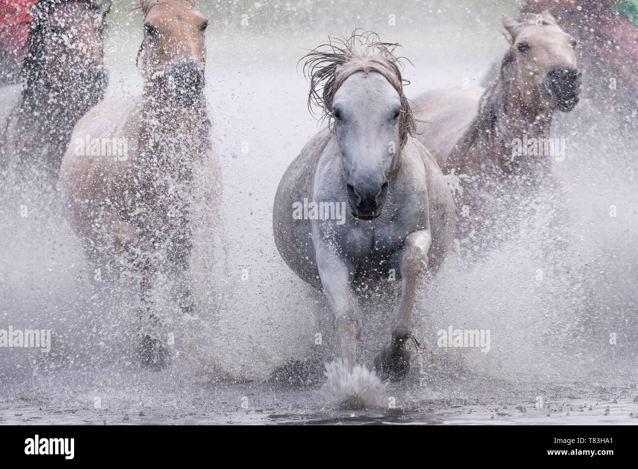 Cina, Mongolia interna, nella provincia di Hebei, Zhangjiakou, Bashang pascolo cavalli in esecuzione in un gruppo in acqua Foto Stock