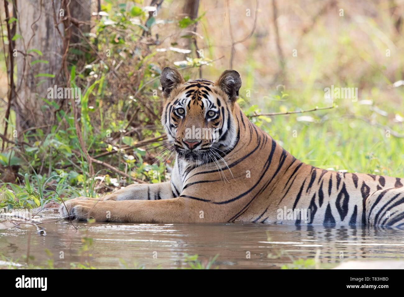 India Maharashtra, Tadoba Andhari Riserva della Tigre, Tadoba national park, la tigre del Bengala (Panthera tigris tigris), aggiorni in un acqua artificiale foro creato dalle guardie della riserva Foto Stock