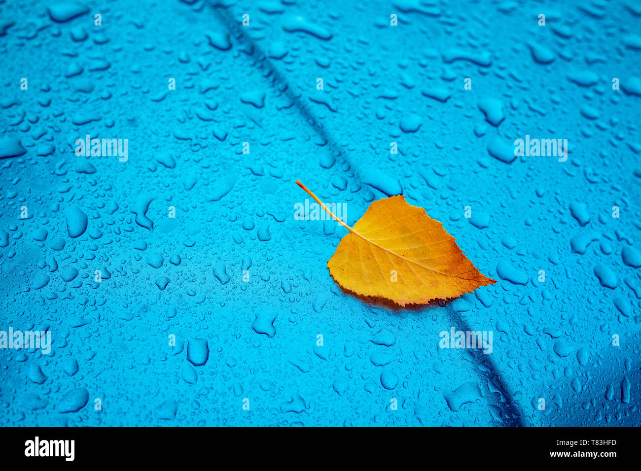 La stagione autunnale di cliché con copia spazio, giallo secco foglie di betulla e la pioggia di goccioline di acqua blu sulla superficie metallica Foto Stock
