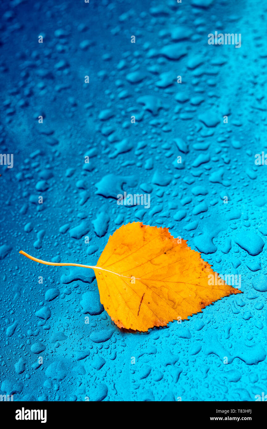 La stagione autunnale di cliché con copia spazio, giallo secco foglie di betulla e la pioggia di goccioline di acqua blu sulla superficie metallica Foto Stock
