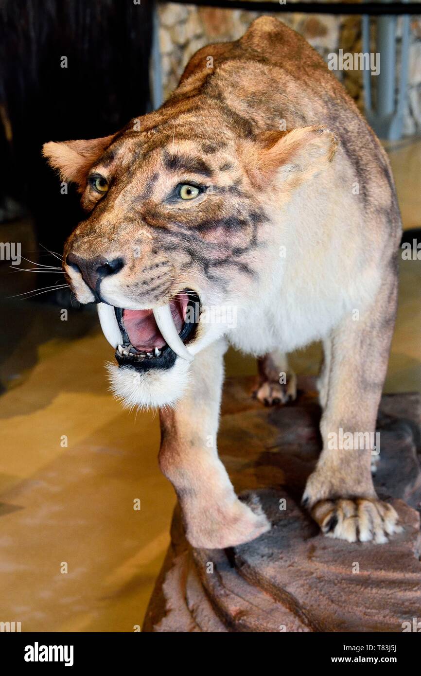 Francia, Alpes de Haute Provence, Parc Naturel Regional du Verdon, Quinson, Museo delle Gorges du Verdon preistoria progettato dall'architetto Norman Foster, la ricostituzione di una tigre dai denti a sciabola (smilodon californicus) Foto Stock