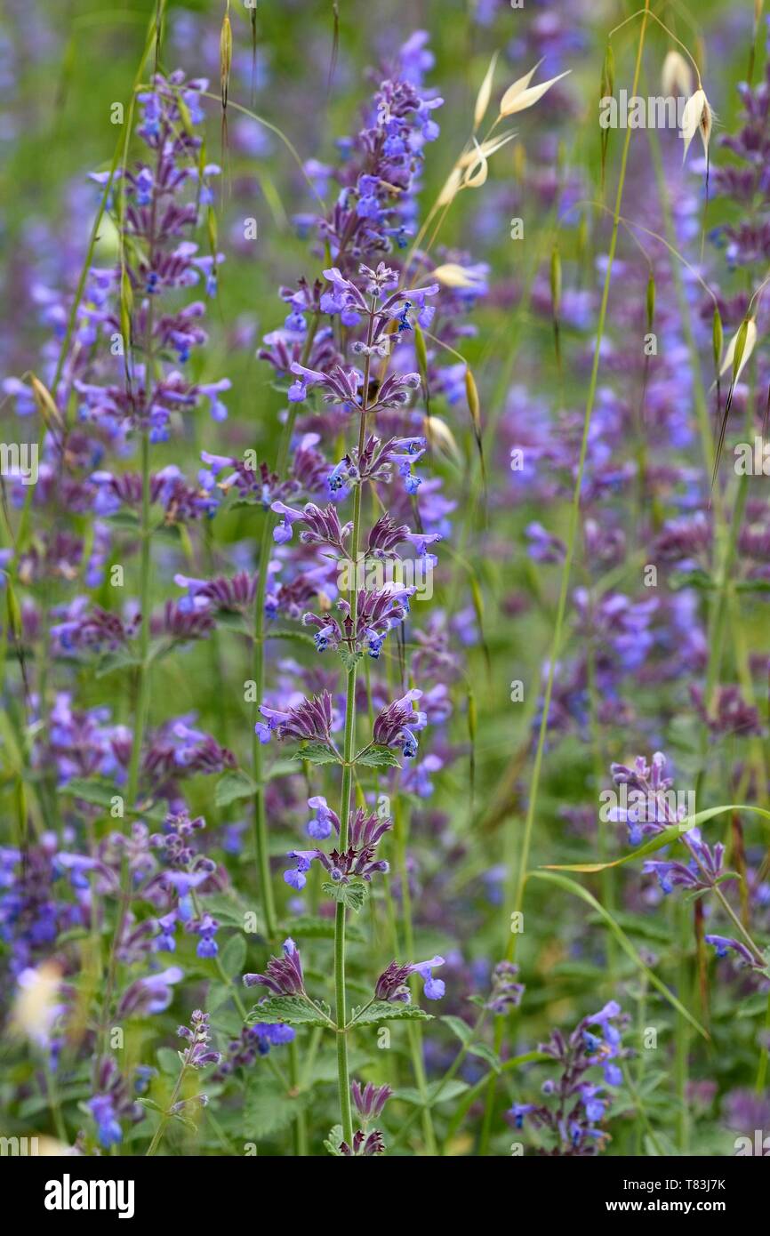 Francia, Alpes de Haute Provence, Parc Naturel Regional du Verdon, il Gran Canyon del Verdon, La Palud Sur Verdon, Nepeta Foto Stock