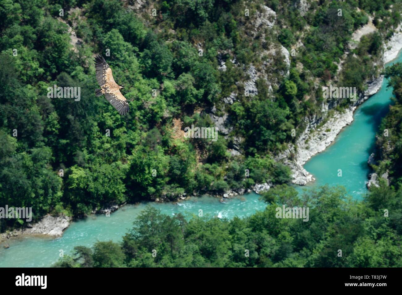 Francia, Alpes de Haute Provence, Parc Naturel Regional du Verdon, il Grand Canyon del fiume Verdon, La Palud Sur Verdon, il punto di vista della Dent d'Aire, grifone (Gyps fulvus) in volo Foto Stock