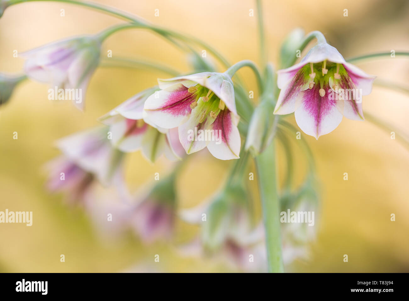 A fioritura primaverile Nectaroscordum Siculum noto anche come il miele siciliano aglio Foto Stock