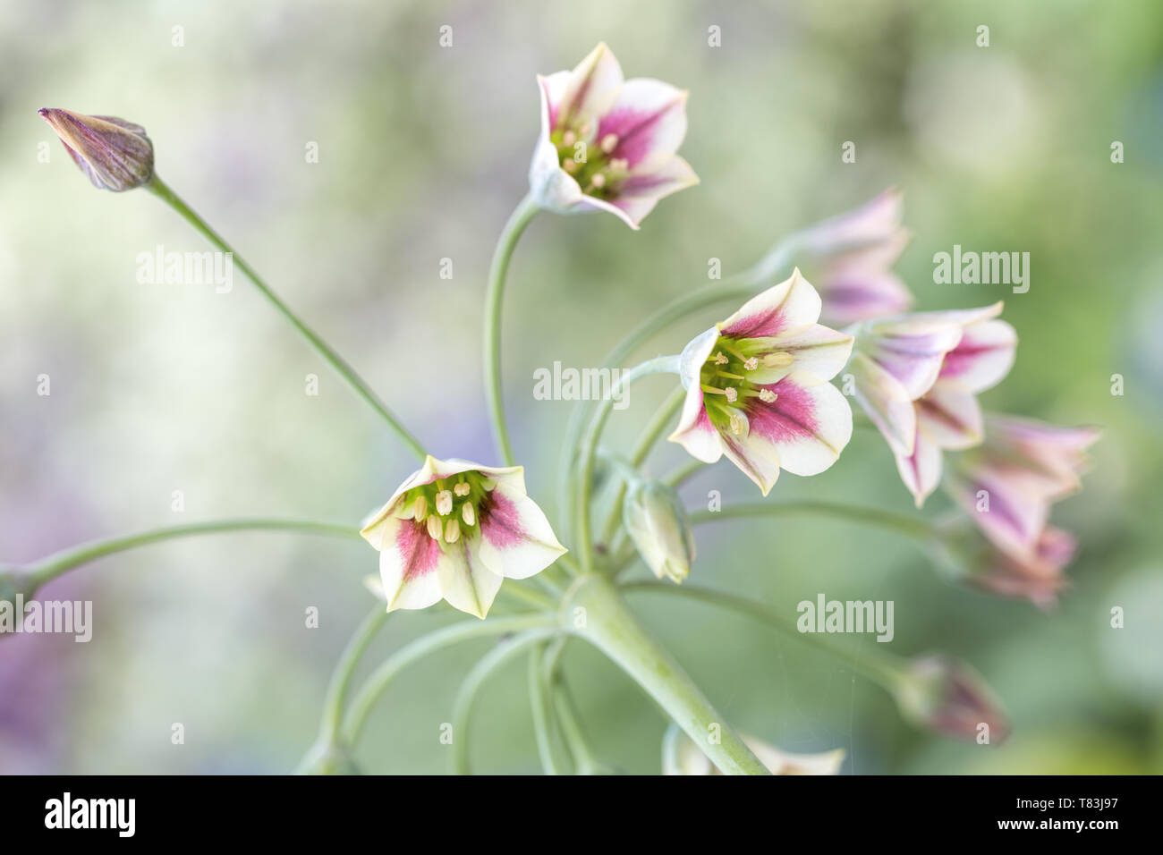 A fioritura primaverile Nectaroscordum Siculum noto anche come il miele siciliano aglio Foto Stock