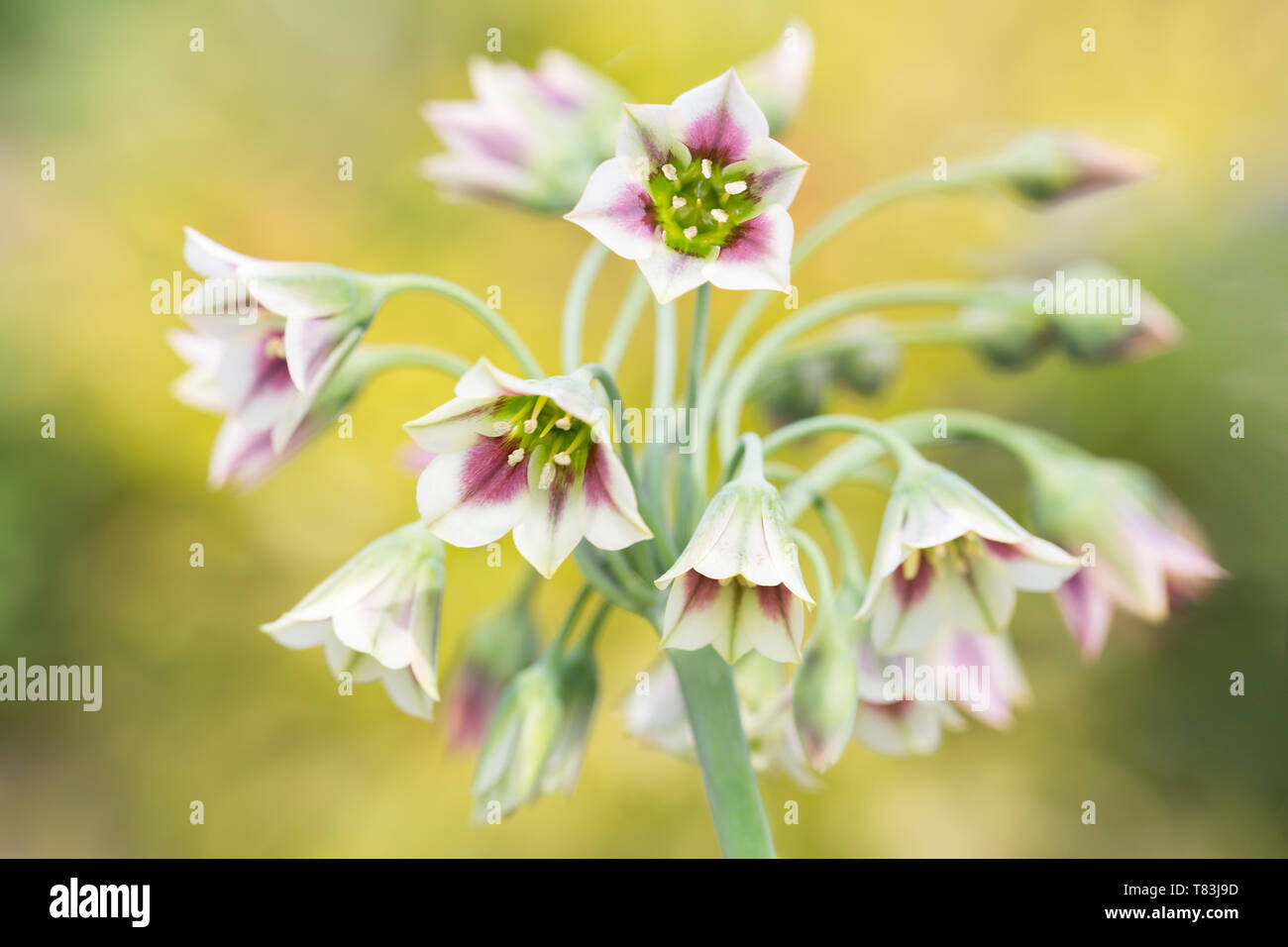 A fioritura primaverile Nectaroscordum Siculum noto anche come il miele siciliano aglio Foto Stock