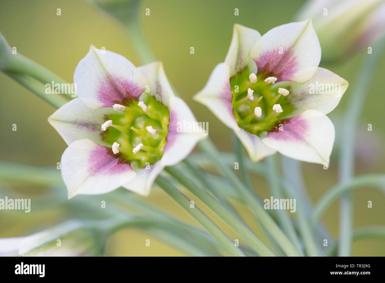 A fioritura primaverile Nectaroscordum Siculum noto anche come il miele siciliano aglio Foto Stock