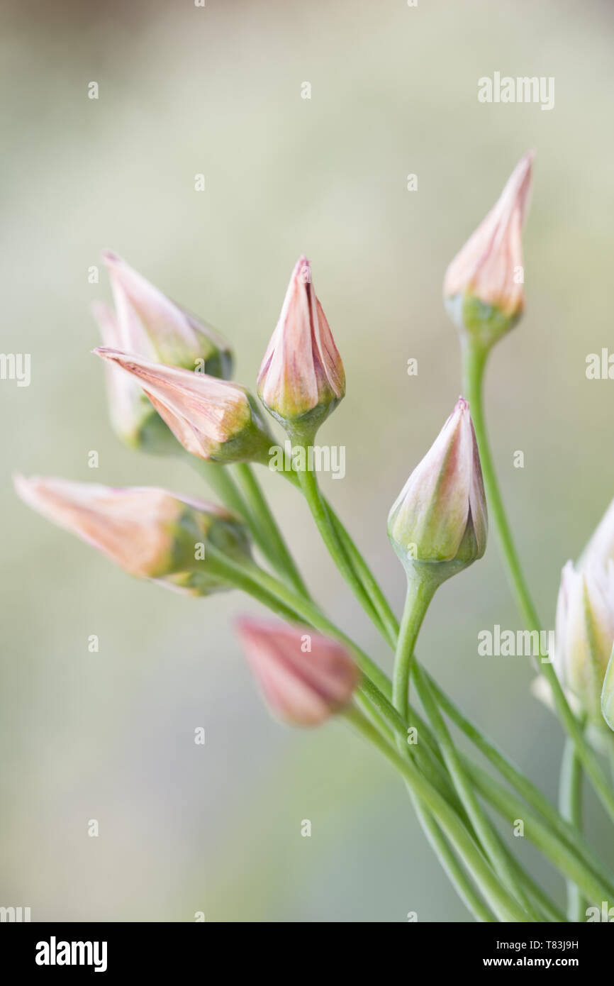 A fioritura primaverile Nectaroscordum Siculum noto anche come il miele siciliano aglio Foto Stock