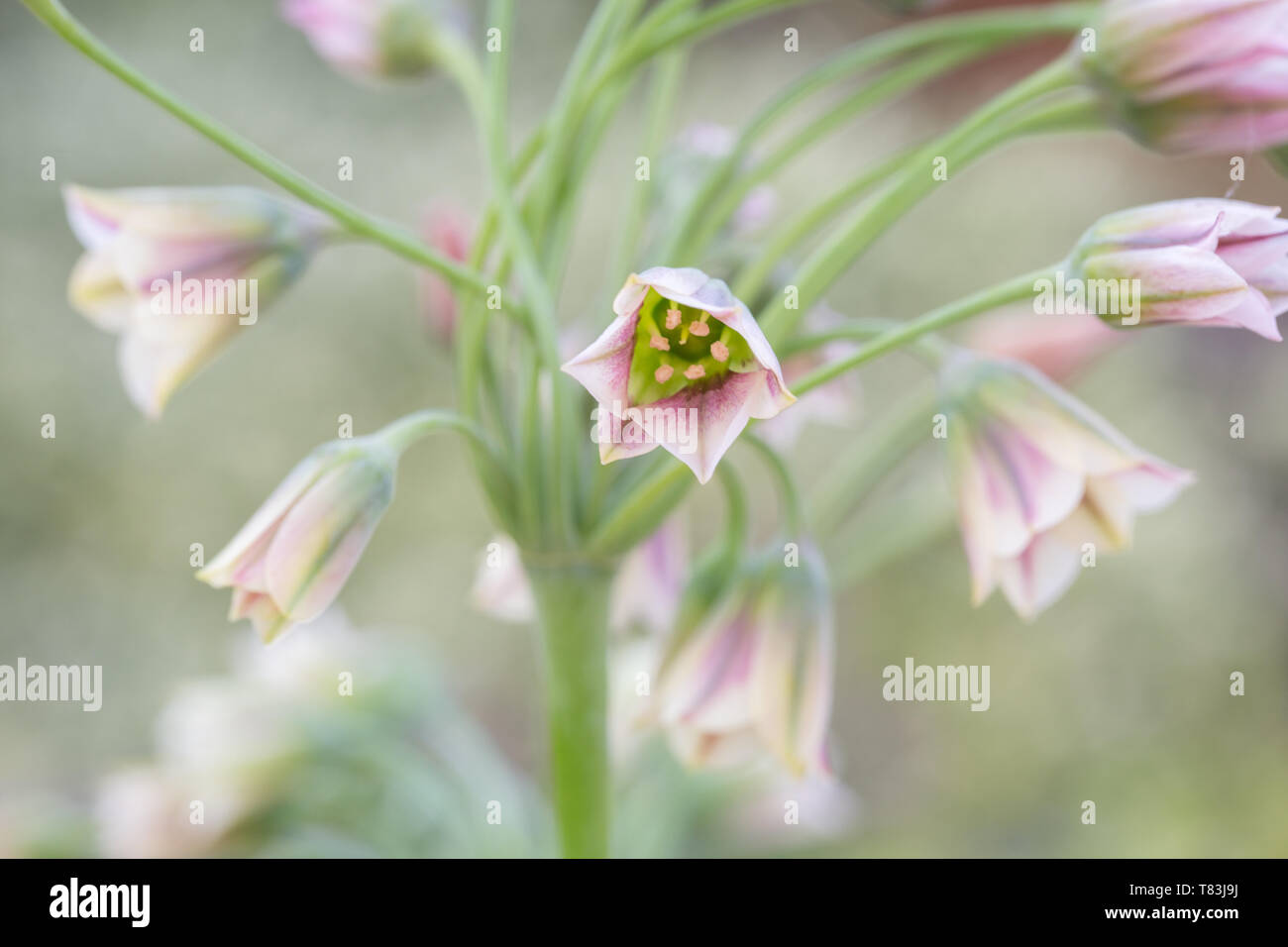 A fioritura primaverile Nectaroscordum Siculum noto anche come il miele siciliano aglio Foto Stock