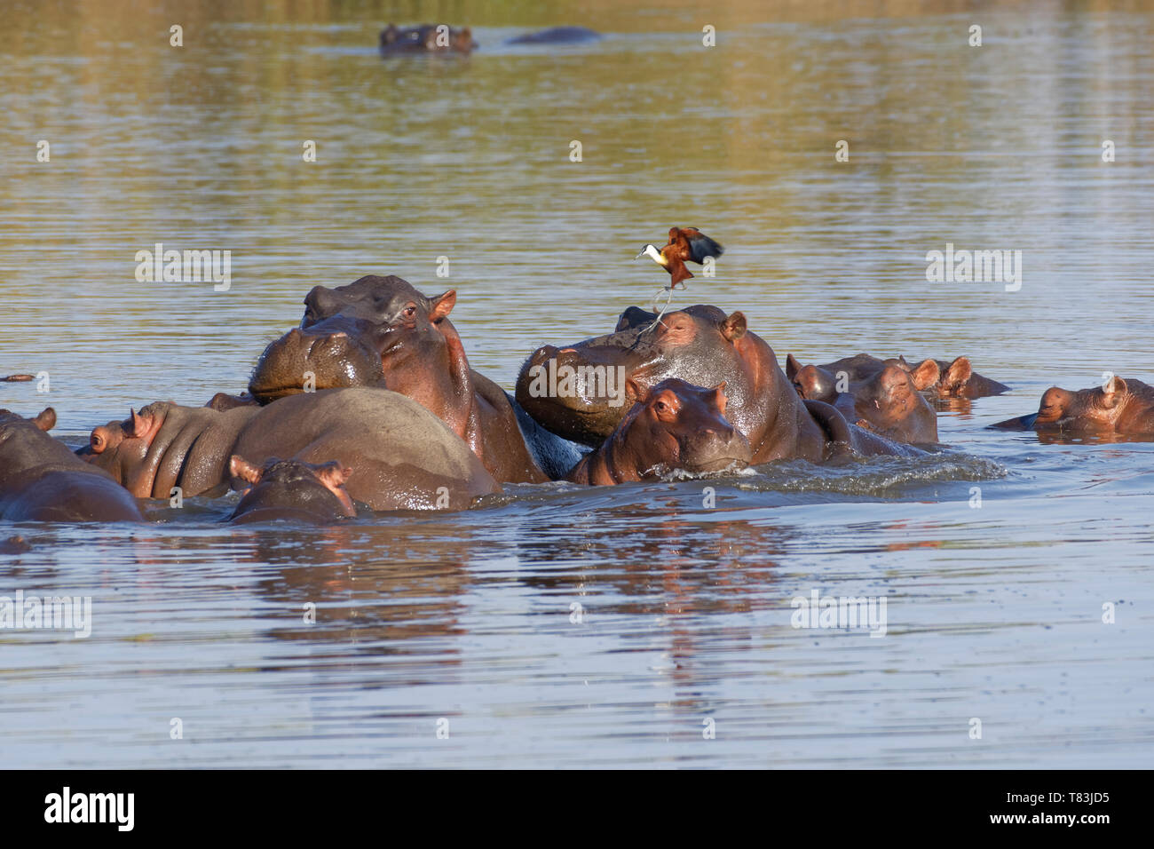 Ippopotami (Hippopotamus amphibius), allevamento con giovani ippopotami, balneazione, impilate una sull'altra, con un africano jacana, Kruger NP, Sud Africa Foto Stock