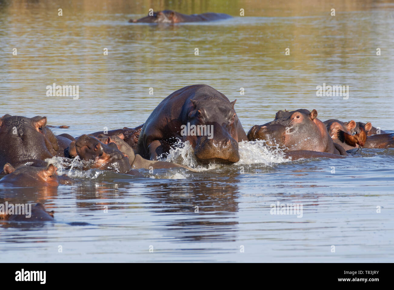 Ippopotami (Hippopotamus amphibius), allevamento con giovani ippopotami, balneazione, impilate una sull'altra, con un africano jacana, Kruger NP, Sud Africa Foto Stock