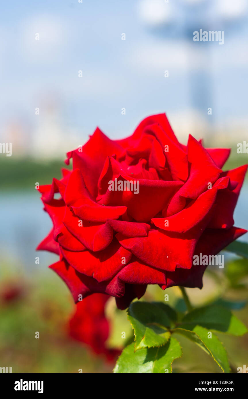 Red Rose fiore di background urbano. La natura. Foto Stock