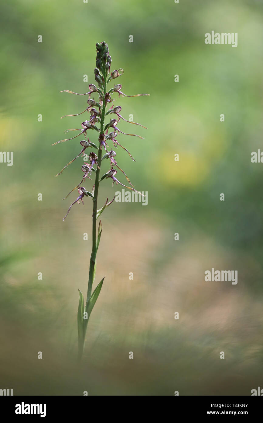 Himantoglossum jankae, una specie di orchidee, nativi a Centrale e del sud-est Europa Foto Stock