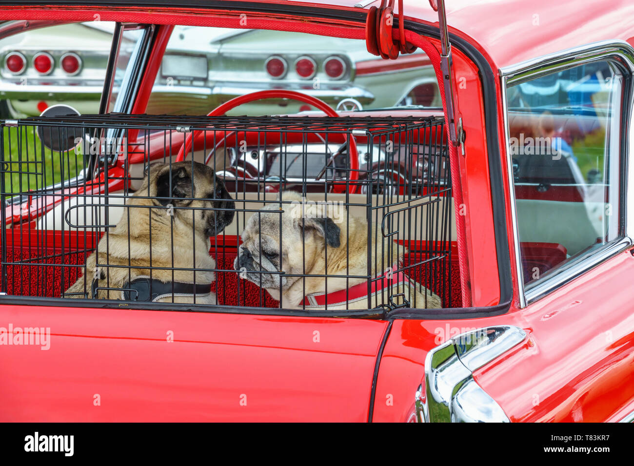 I cani in una gabbia nel tronco di un vecchio classico auto Foto Stock