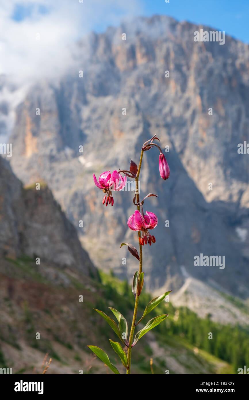 Martagon giglio fiore in una montagna Foto Stock