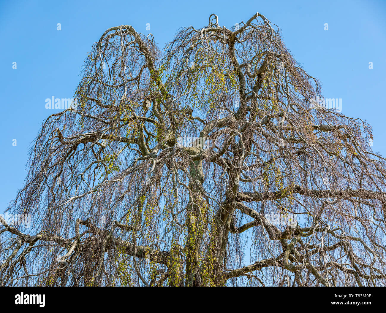 Weepeing willow in primavera senza molte foglie Foto Stock